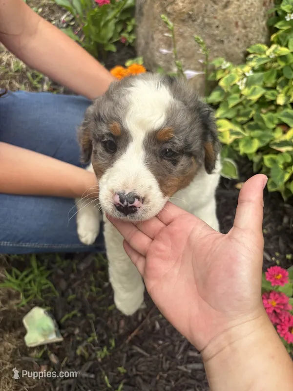 Tutu – Miniature Bernedoodle puppy for sale in Nashville, MI