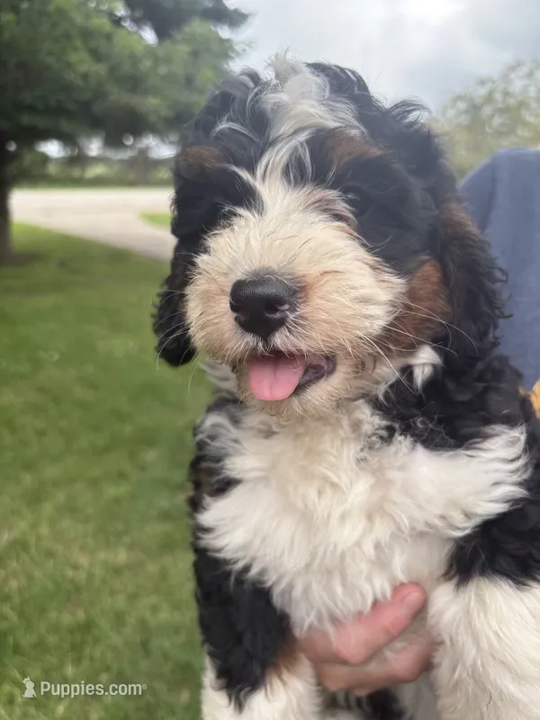 Fancy – Miniature Bernedoodle puppy for sale in Nashville, MI