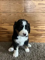 Brownie, a female Miniature Bernedoodle for sale in Nashville, MI – 4 of 6
