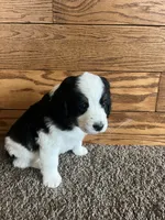 Darla, a female Miniature Bernedoodle for sale in Nashville, MI – 3 of 6