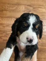 Brownie, a female Miniature Bernedoodle for sale in Nashville, MI – 2 of 6