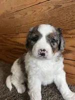 Tutu, a female Miniature Bernedoodle for sale in Nashville, MI – 1 of 5