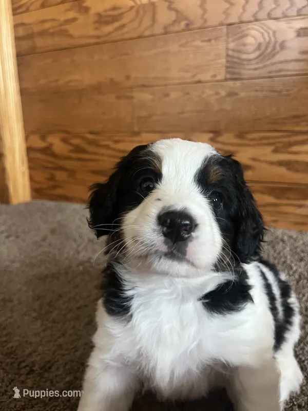 Darla – Miniature Bernedoodle puppy for sale in Nashville, MI