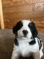 Darla, a female Miniature Bernedoodle for sale in Nashville, MI – 1 of 6