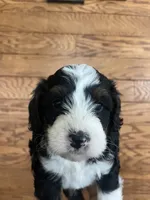 Fancy, a female Miniature Bernedoodle for sale in Nashville, MI – 2 of 5
