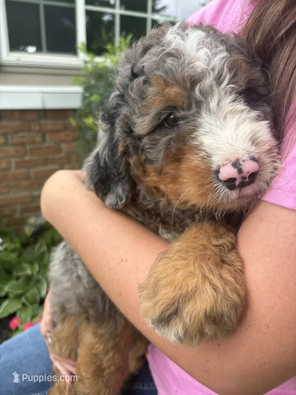 Dorito – Miniature Bernedoodle puppy for sale in Nashville, MI