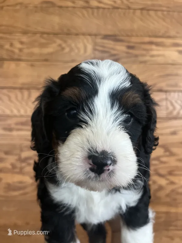 Fancy – Miniature Bernedoodle puppy for sale in Nashville, MI