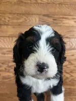Fancy, a female Miniature Bernedoodle for sale in Nashville, MI – 1 of 5