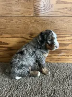 Dorito, a male Miniature Bernedoodle for sale in Nashville, MI – 3 of 6