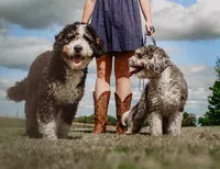 Brownie, a female Miniature Bernedoodle for sale in Nashville, MI – 5 of 6