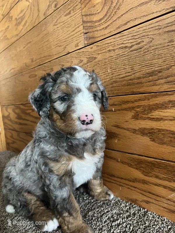 Dorito – Miniature Bernedoodle puppy for sale in Nashville, MI