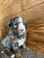 Dorito, a male Miniature Bernedoodle for sale in Nashville, MI – 1 of 6