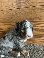 Dorito, a male Miniature Bernedoodle for sale in Nashville, MI – 2 of 6