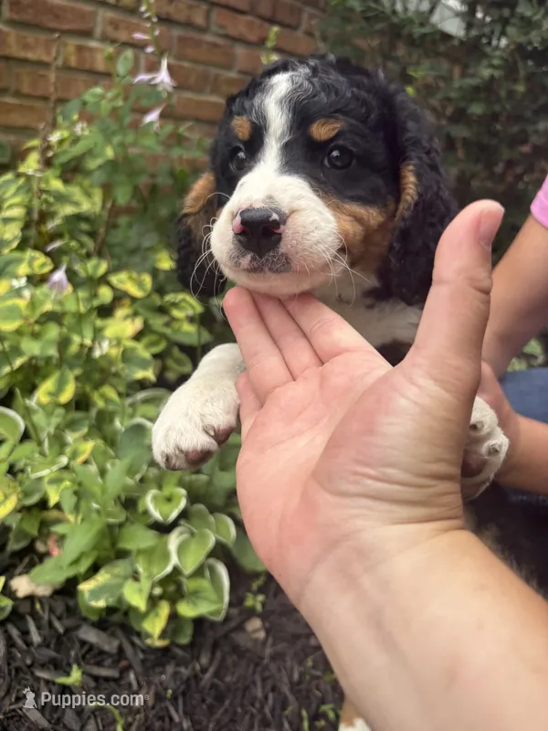Brownie – Miniature Bernedoodle puppy for sale in Nashville, MI