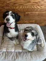 Brownie, a female Miniature Bernedoodle for sale in Nashville, MI – 6 of 6