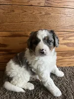 Tutu, a female Miniature Bernedoodle for sale in Nashville, MI – 2 of 5