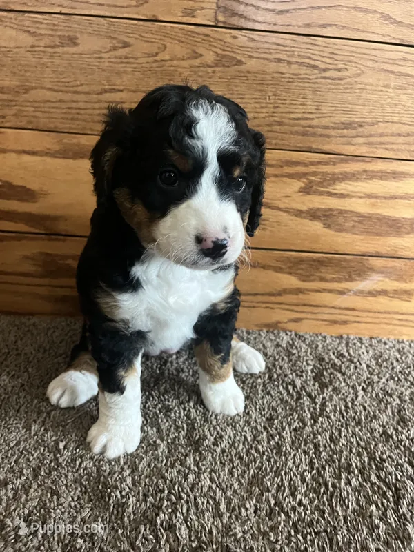 Brownie – Miniature Bernedoodle puppy for sale in Nashville, MI