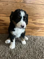 Brownie, a female Miniature Bernedoodle for sale in Nashville, MI – 1 of 6