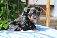 Theo, a male Yorkshire Terrier for sale in Sedalia, MO – 2 of 8