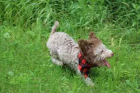 OWEN, a male Poodle - Toy  and Poodle - Miniature  for sale in Sedalia, MO – 4 of 6
