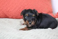 Grant, a male Yorkshire Terrier for sale in Sedalia, MO – 5 of 7