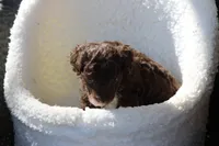 Tommy, a male Poodle - Toy  for sale in Sedalia, MO – Photo 4 of 4