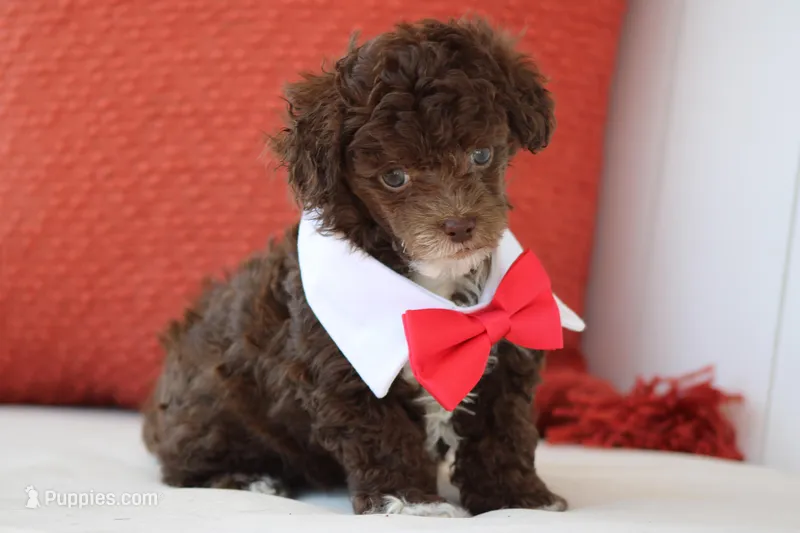 Tommy – Poodle - Toy  puppy for sale in Sedalia, MO