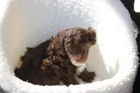 Tommy, a male Poodle - Toy  for sale in Sedalia, MO – Photo 2 of 4