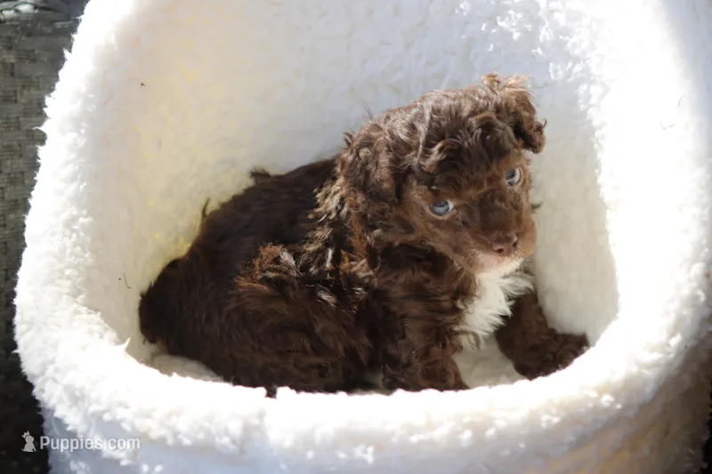 Tommy – Poodle - Toy  puppy for sale in Sedalia, MO