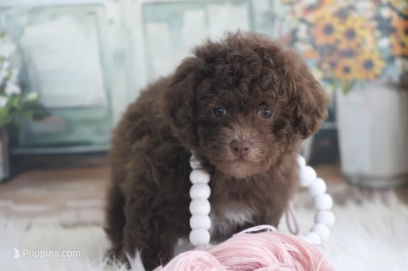 Lacey – Poodle - Toy  puppy for sale in Sedalia, MO