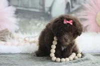 Lacey, a female Poodle - Toy  for sale in Sedalia, MO – 2 of 5