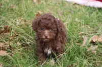 Lacey, a female Poodle - Toy  for sale in Sedalia, MO – Photo 2 of 5