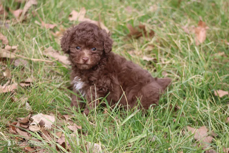 Lacey – Poodle - Toy  puppy for sale in Sedalia, MO