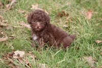 Lacey, a female Poodle - Toy  for sale in Sedalia, MO – Photo 1 of 5