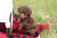 Lacey, a female Poodle - Toy  for sale in Sedalia, MO – Photo 5 of 5