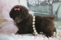 Lacey, a female Poodle - Toy  for sale in Sedalia, MO – 3 of 5