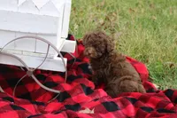 Lacey, a female Poodle - Toy  for sale in Sedalia, MO – Photo 3 of 5