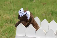 Lacey, a female Poodle - Toy  for sale in Sedalia, MO – Photo 4 of 5