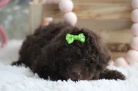 LISA, a female Poodle - Toy  for sale in Sedalia, MO – 4 of 4