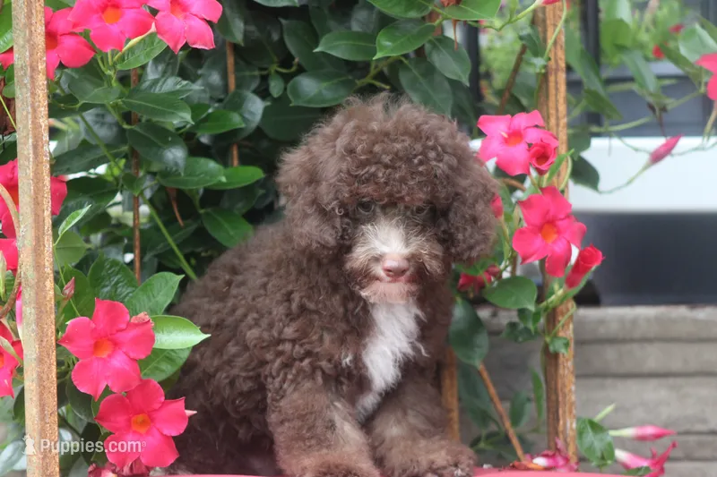 MAVERICK – Poodle - Toy  puppy for sale in Sedalia, MO