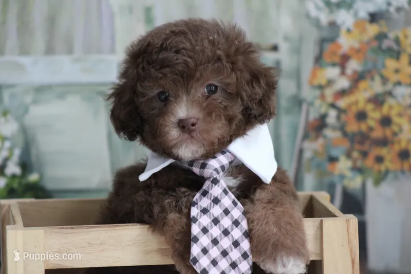Sammy – Poodle - Miniature  puppy for sale in Sedalia, MO