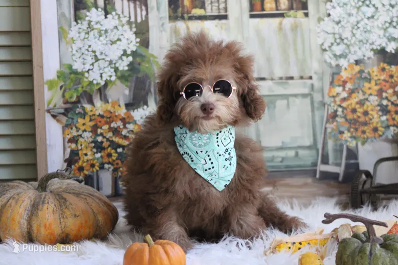 Samantha -on sale  – Poodle - Miniature  puppy for sale in Sedalia, MO