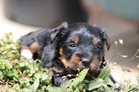 Grant, a male Yorkshire Terrier for sale in Sedalia, MO – 2 of 7