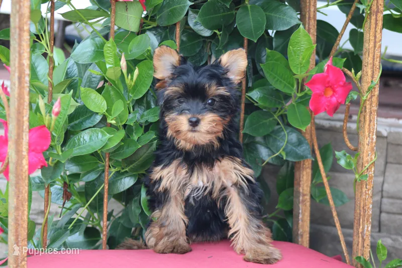 Tiffany – Yorkshire Terrier puppy for sale in Sedalia, MO
