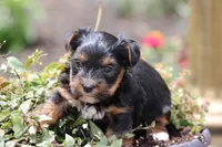 Theo, a male Yorkshire Terrier for sale in Sedalia, MO – 2 of 9