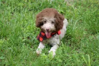 OWEN, a male Poodle - Toy  and Poodle - Miniature  for sale in Sedalia, MO – 3 of 6