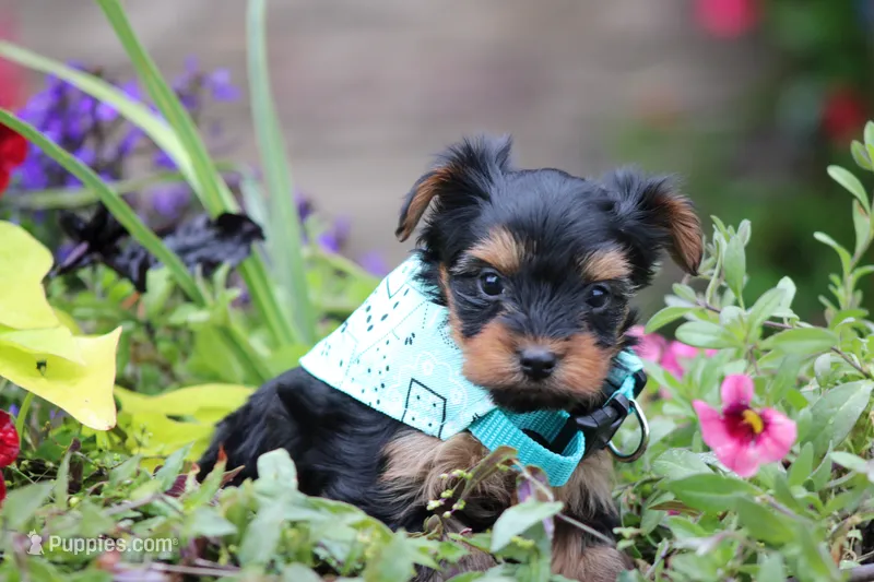 Bethany – Yorkshire Terrier puppy for sale in Sedalia, MO