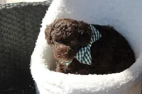 Miles, a male Poodle - Toy  for sale in Sedalia, MO – Photo 3 of 4