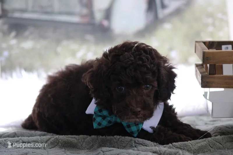 Miles – Poodle - Toy  puppy for sale in Sedalia, MO