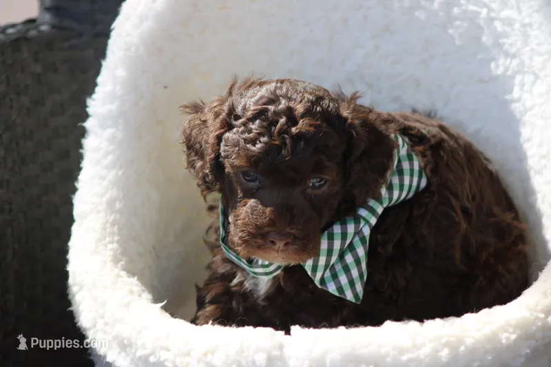 Miles – Poodle - Toy  puppy for sale in Sedalia, MO